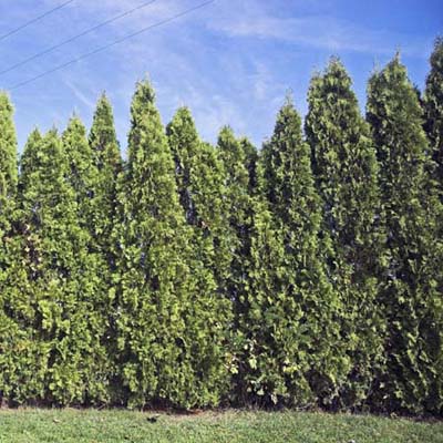 leyland cypress privet hedge plant