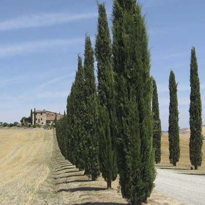 italian cypress spacing