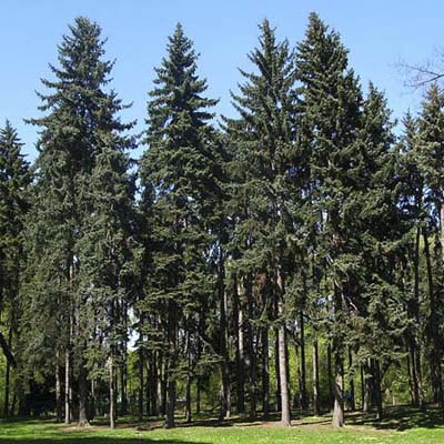 white spruce