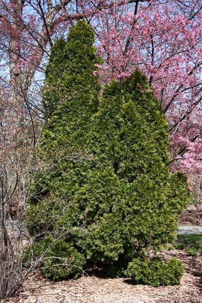 emerald green arborvitae