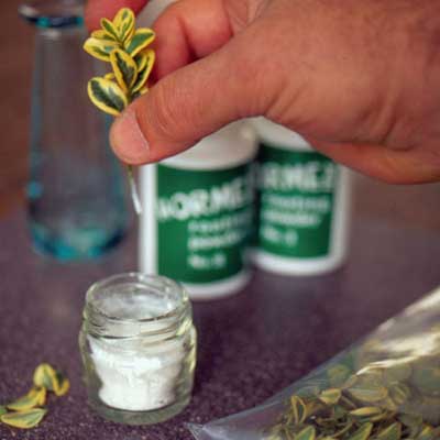 hands dipping root of plant cutting in rooting solution
