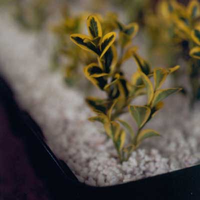 plant cuttings in container of perlite