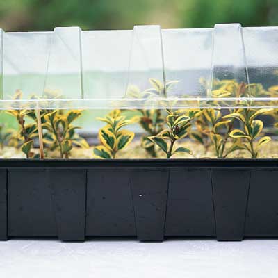 miniature greenhouse for plant propagation
