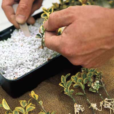 plant propagation process