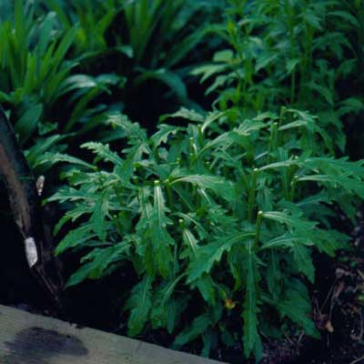 garden spade digging up plant