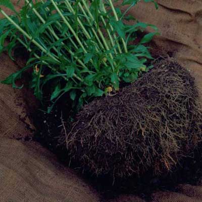uprooted plant with exposed roots