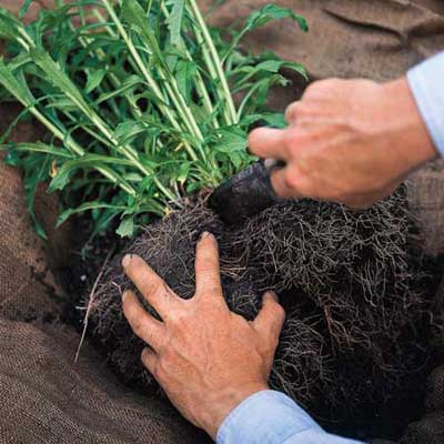 small garden knife dividing roots of plant