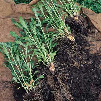 uprooted plant divided in four parts