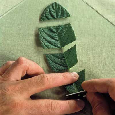 hands cutting leaf with a razor blade