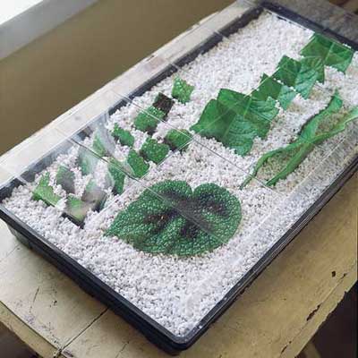 leaf sections in tray of perlite