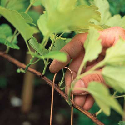 hand pinning stem down to ground
