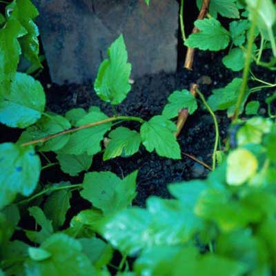 moist soil over growing roots