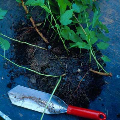 dug up plant being transplanted