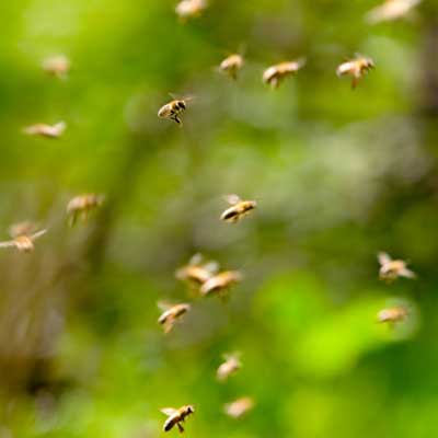 swarm of bees