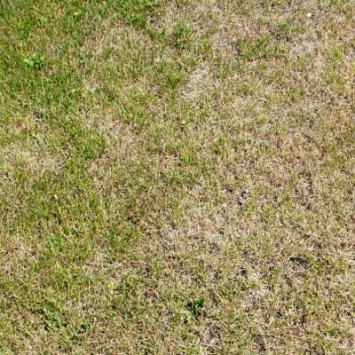 Fertilizer-Burned Lawn | Your Toughest Lawn Questions ...