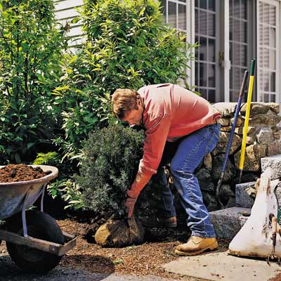 roger cook planting new shrubs for fall yardwork
