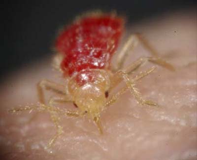 adult bedbug on hand