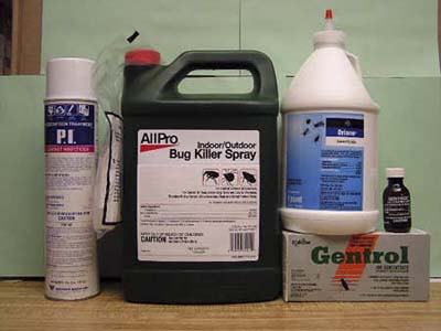 bedbug products