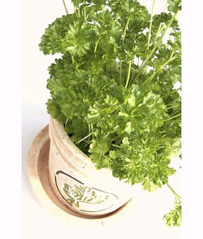 indoor potted parsley rich in vitamins