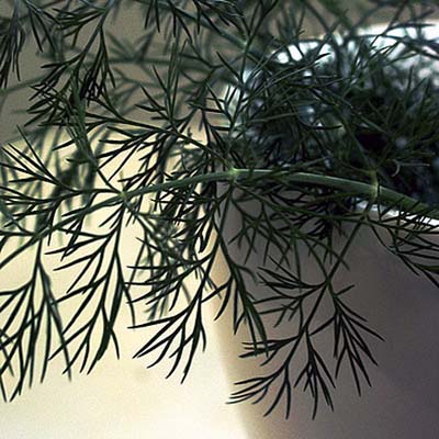 Indoot potted dill for calming and cancer fighting