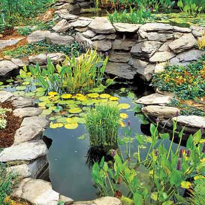 a backyard pond