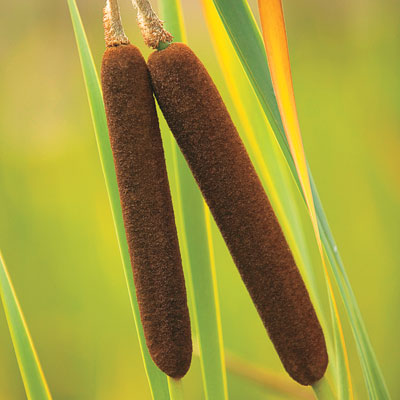 cattails