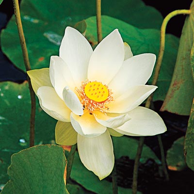 lotus flower