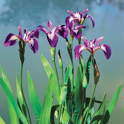 irises
