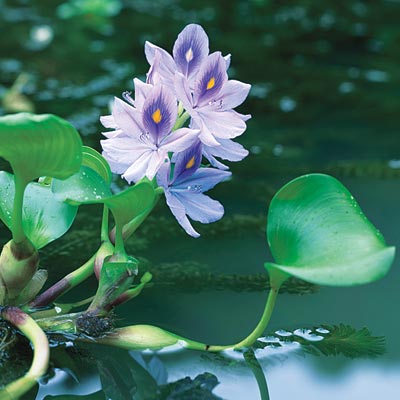 water hyacinth