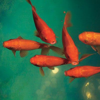 goldfish