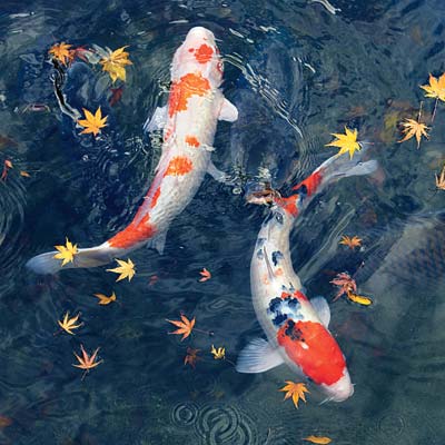 koi