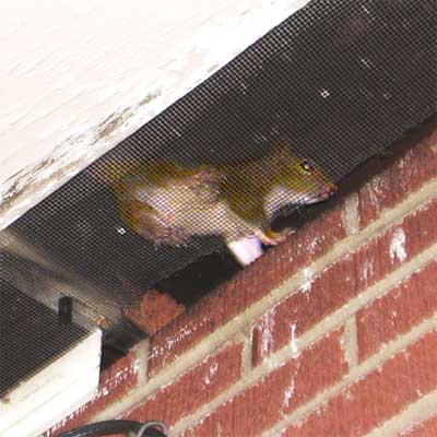 squirrel visible in the attic from outside