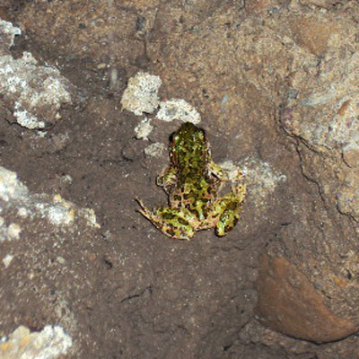 frog in a leaky crawl space