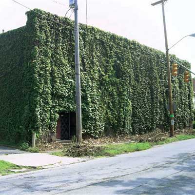 commercial building exterior entirely covered by vines