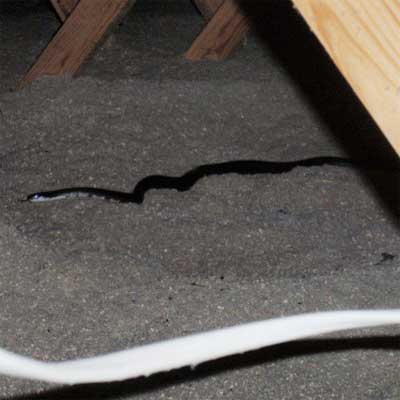 live snake found during a home inspection