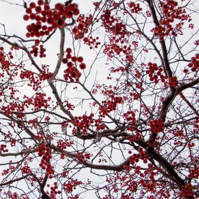 winter tree example of small scale big impact upgrade