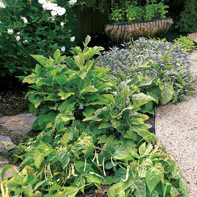 Grow Fruits and Vegetables Anywhere for a great summer projects