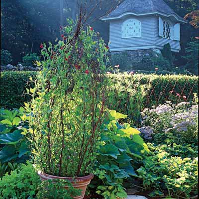 Build a Branch Trellis for a great summer projects
