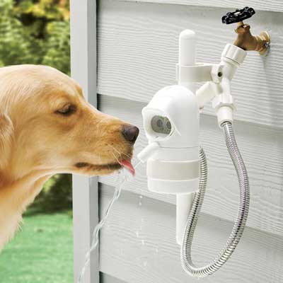Outdoor dog drinking water fountain