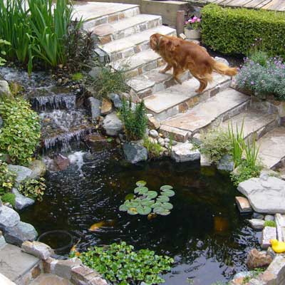 a backyard pond in Kenmore, Washington