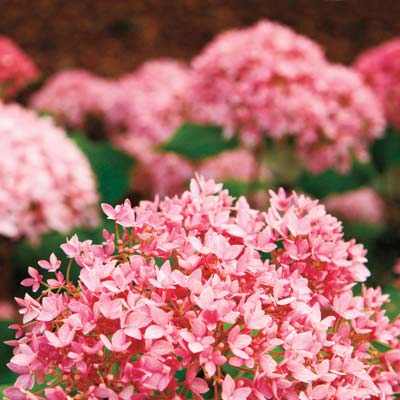 pink 'Bella Anna' hydrangeas