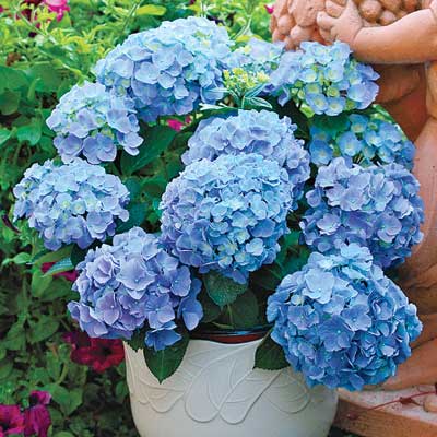 'Endless Summer' mophead hydrangeas