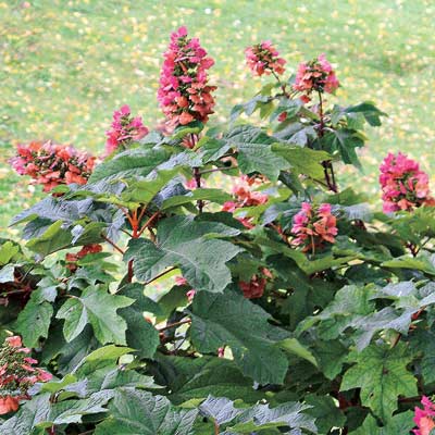 pink oakleaf hydrangeas
