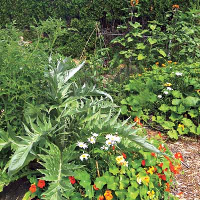 community garden