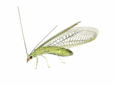Green Lacewing