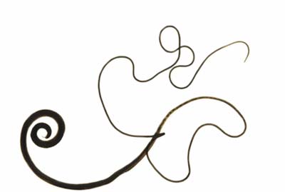 nematode
