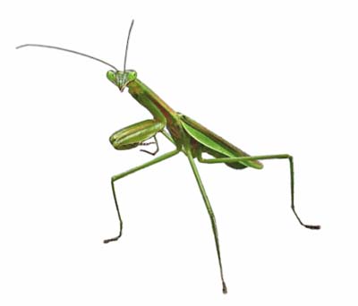 praying mantis