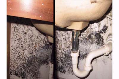 mold under the sink