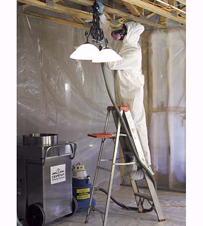 professional mold removal