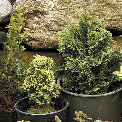 small conifer plants for winter
